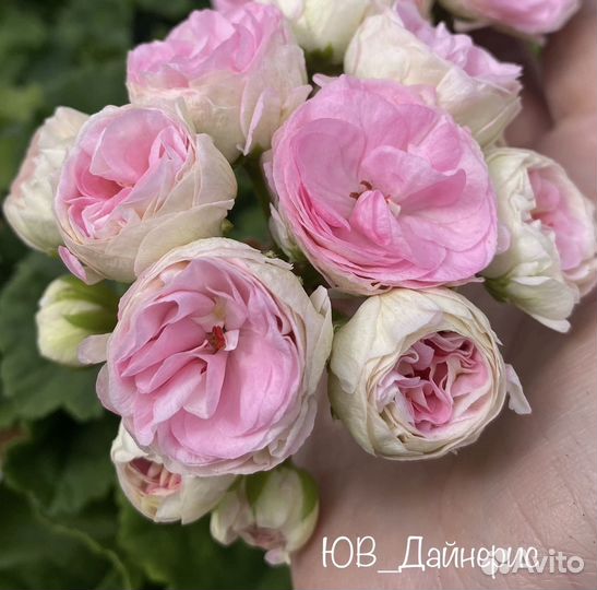 Сортовые пеларгонии