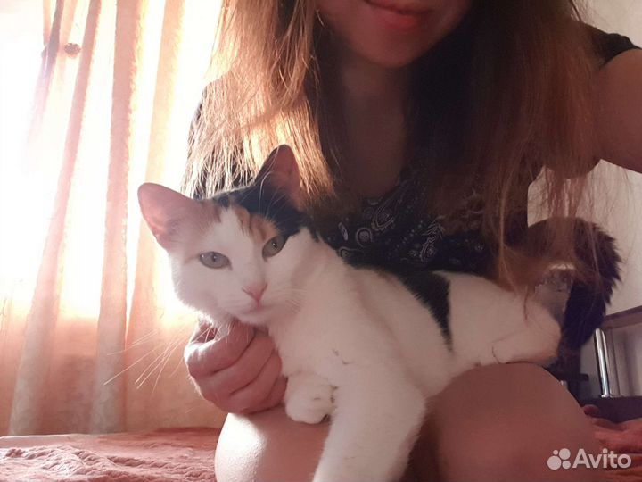 Передержка собак и кошек