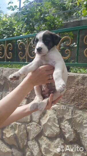 Маленькая собака в добрые руки бесплатно