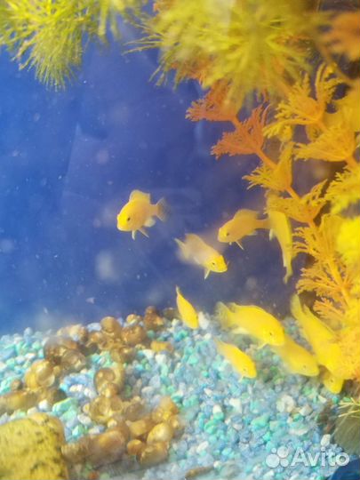 Лабидохромис еллоу