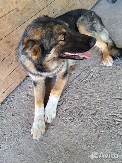 Метис немецкой овчарки и аляскинского маламута