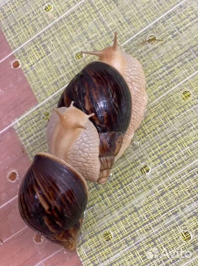 Улитки ахатины