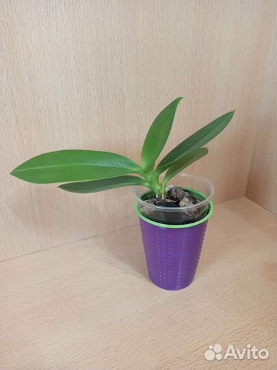 Орхидея Джулия, Black Pearl