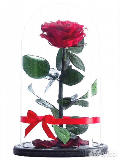 Розы в колбе разные