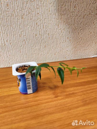 Комнатные лианы