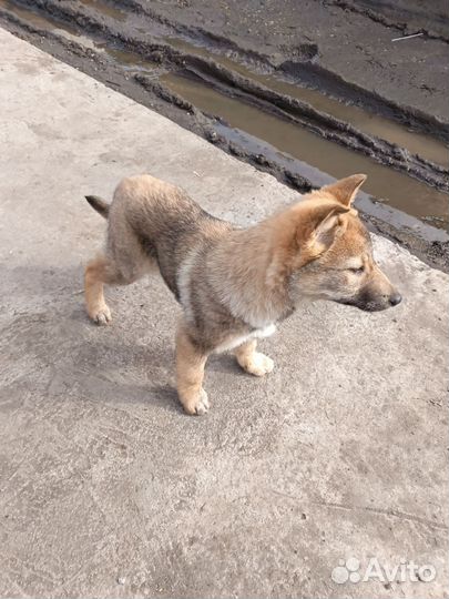 Щенки Западно-сибирской лайки