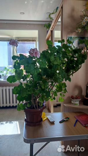 Пеларгония герань