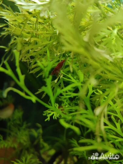 Креветки микс