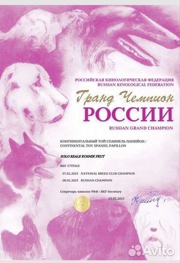 Папийон вязка