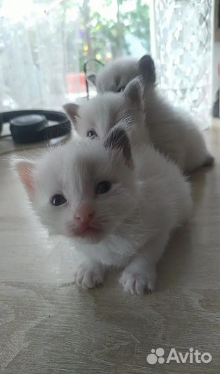 Домашние животные котята