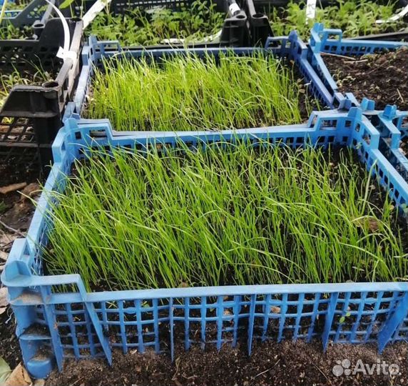 Семена газонной травы