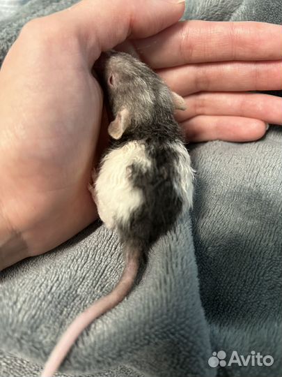 Крысёнок, крыса девочка