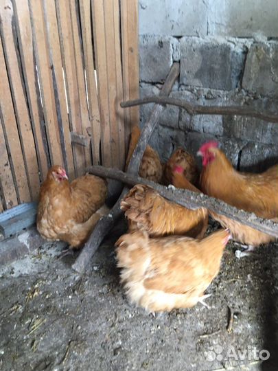 Цыплята