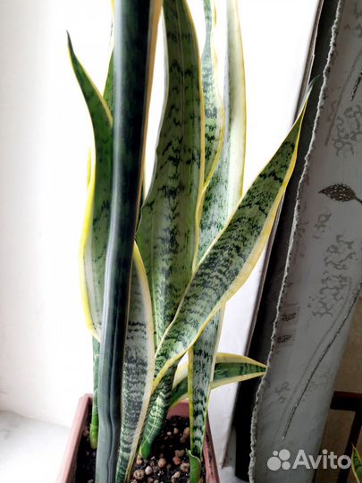 Сансевиерия лауренти