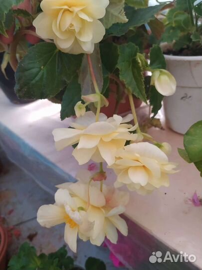 Бегония белликония