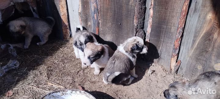 Щенки