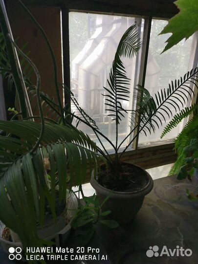 Пальма саговая Цикас Революта (доставка)