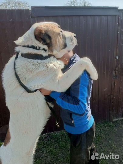 Дрессировка собак