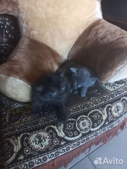 Кошка в дар