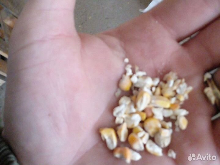 Пшеница ячмень куку