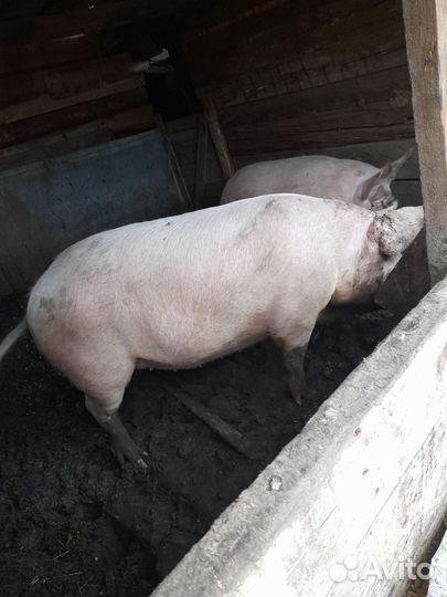 Свиноматки