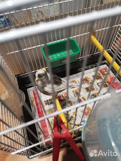 Кенор овсяночного напева