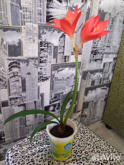 Гиппеаструм