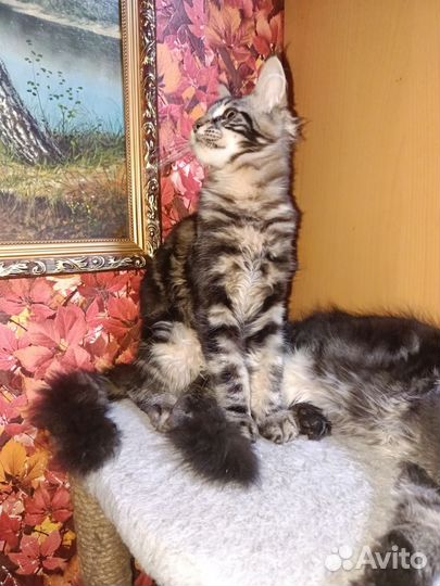 Котята мейн-кун