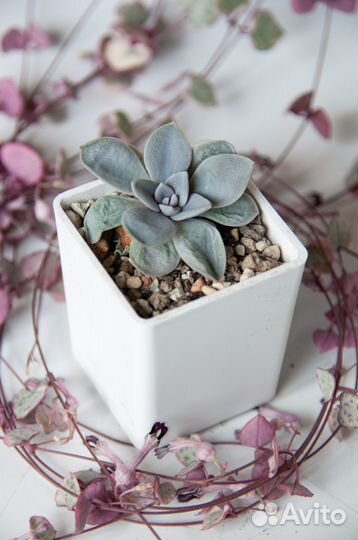 Суккуленты-2 эхеверии, граптоверии