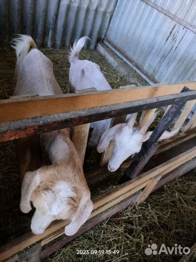 Козел для вязки