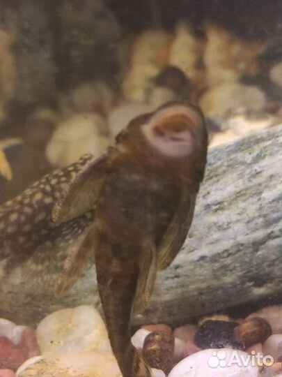 Продаются сомики очистители аквариума