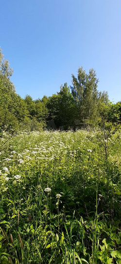 Участок 37 сот. (СНТ, ДНП)