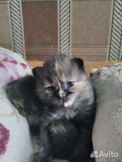 Трехцветная кошка