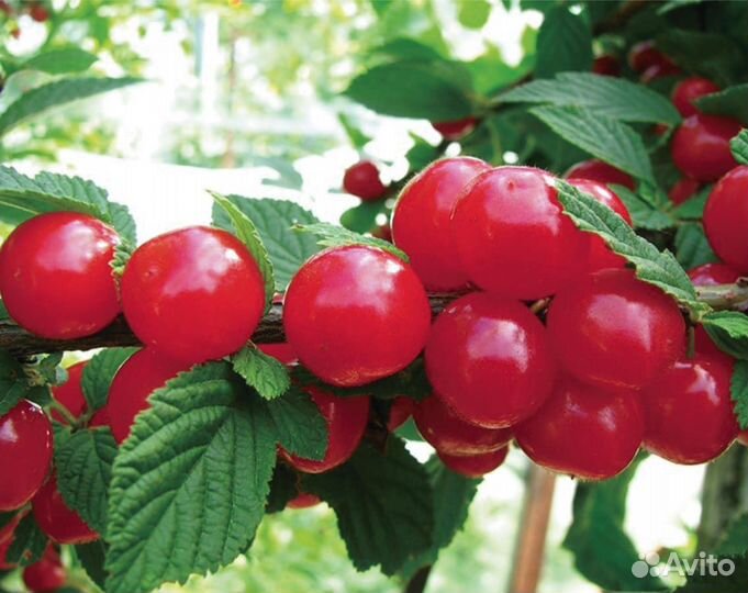 Саженцы плодовых и декоративных культур