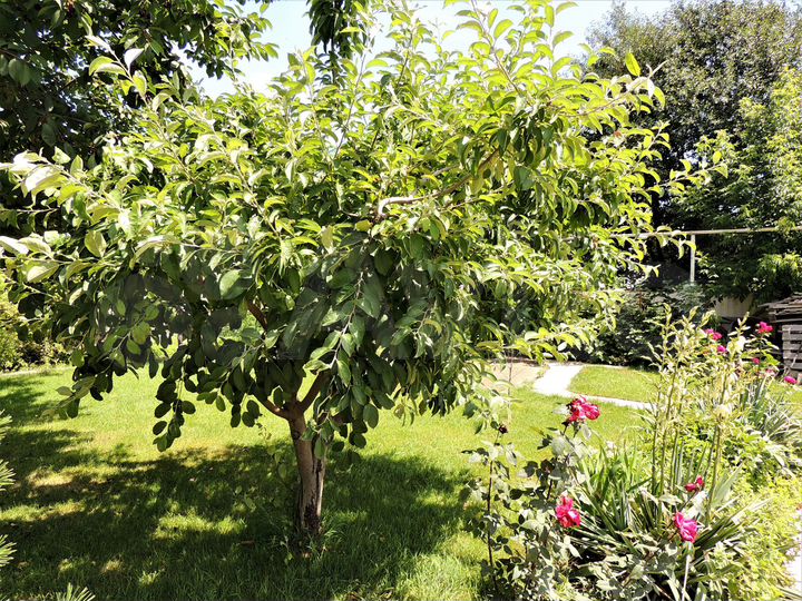 Дом 243 м² на участке 8 сот.