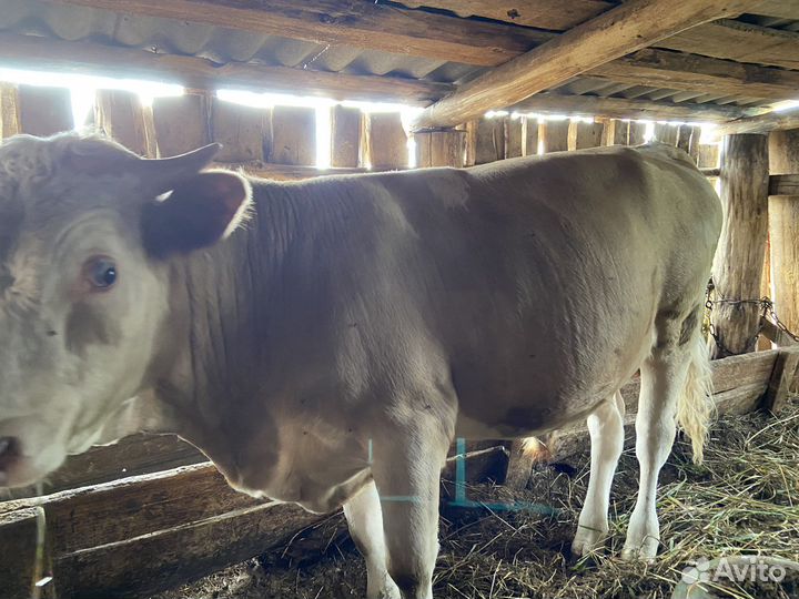 Бык на откорме