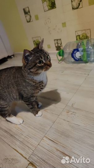 Кошечка Буся ищет дом