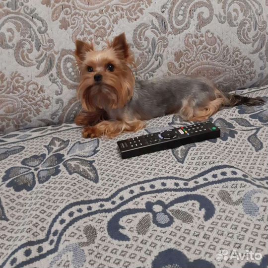 Йоркширский терьер на вязку