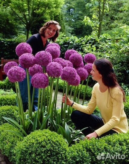 Аллиум Гладиатор