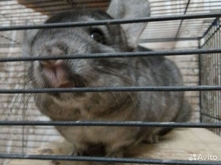 Шиншилла