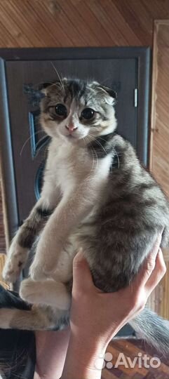 Кошка в дар бесплатно