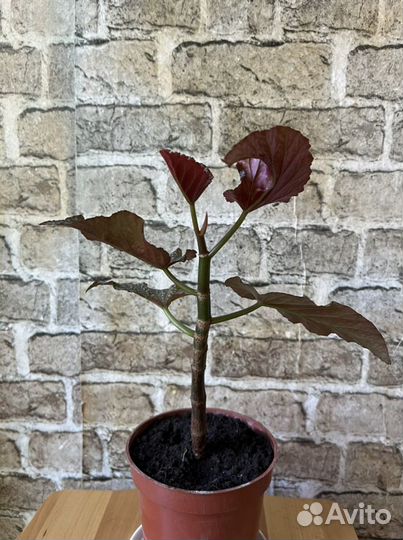 Бегония пятнистая есть несколько