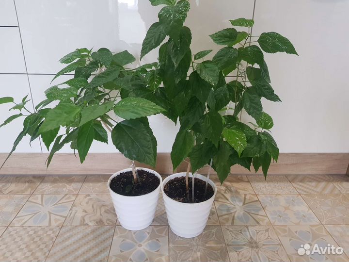 Гибискус китайская роза