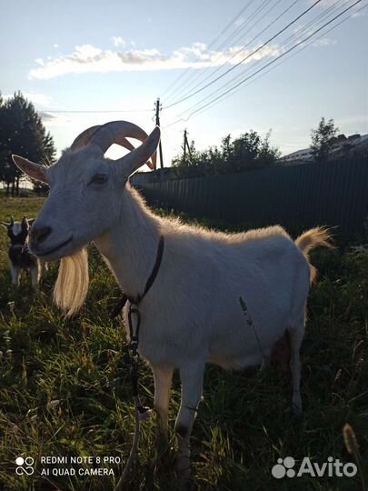 Продаю козу