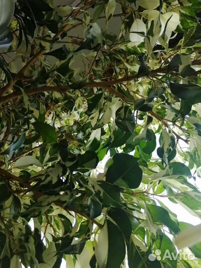 Комнатные домашние растения