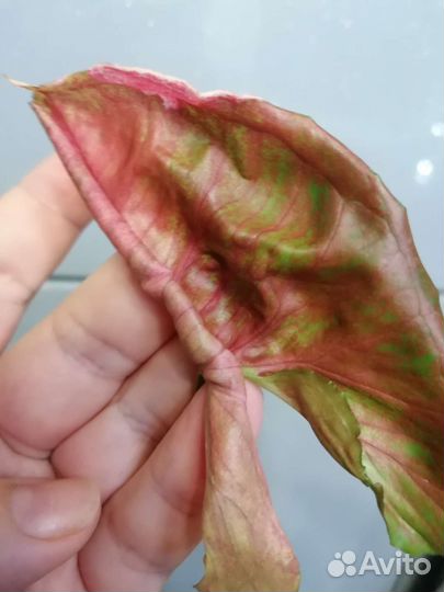 Сингониум клубничный лед