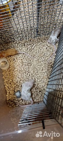 Сатиновые мышки