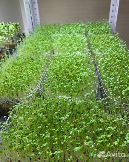 Микрозелень