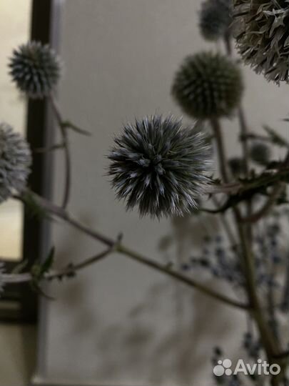 Чертополох, сухоцветы, синеголовник