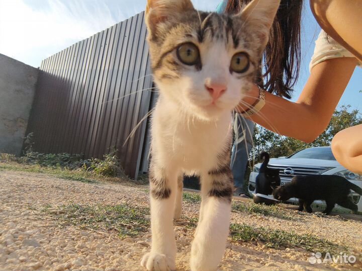 Домашнее животное